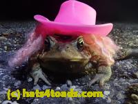 /home//u458753944/public_html/sourcegallery//////////////////////Roxborough Toad Detour/2021/2021-04-10/P4100217.JPG